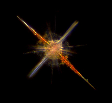radiolaria, radiolarien, radiolarie