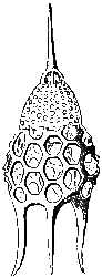 [radiolarien radiolaria radiolarie]