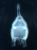 radiolaria, radiolarien, radiolarie