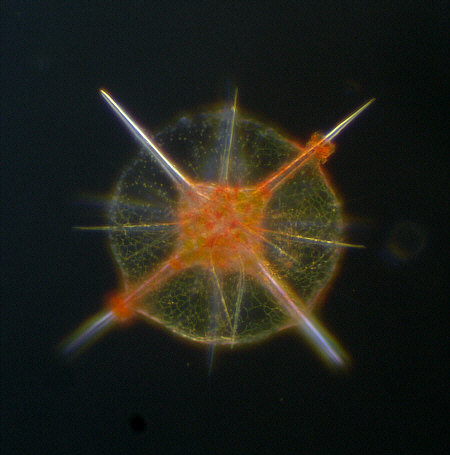 radiolaria, radiolarien, radiolarie