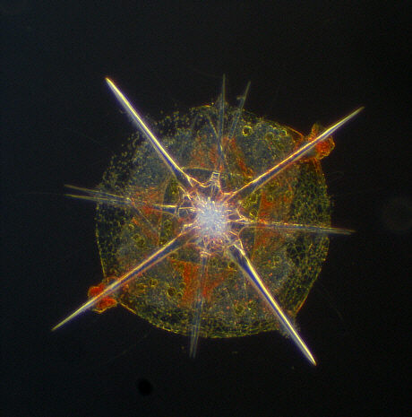 radiolaria, radiolarien, radiolarie