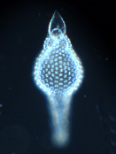 radiolarie, radiolarien, radiolaria