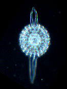 radiolarien, radiolaria, radiolarie