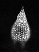 radiolaria
